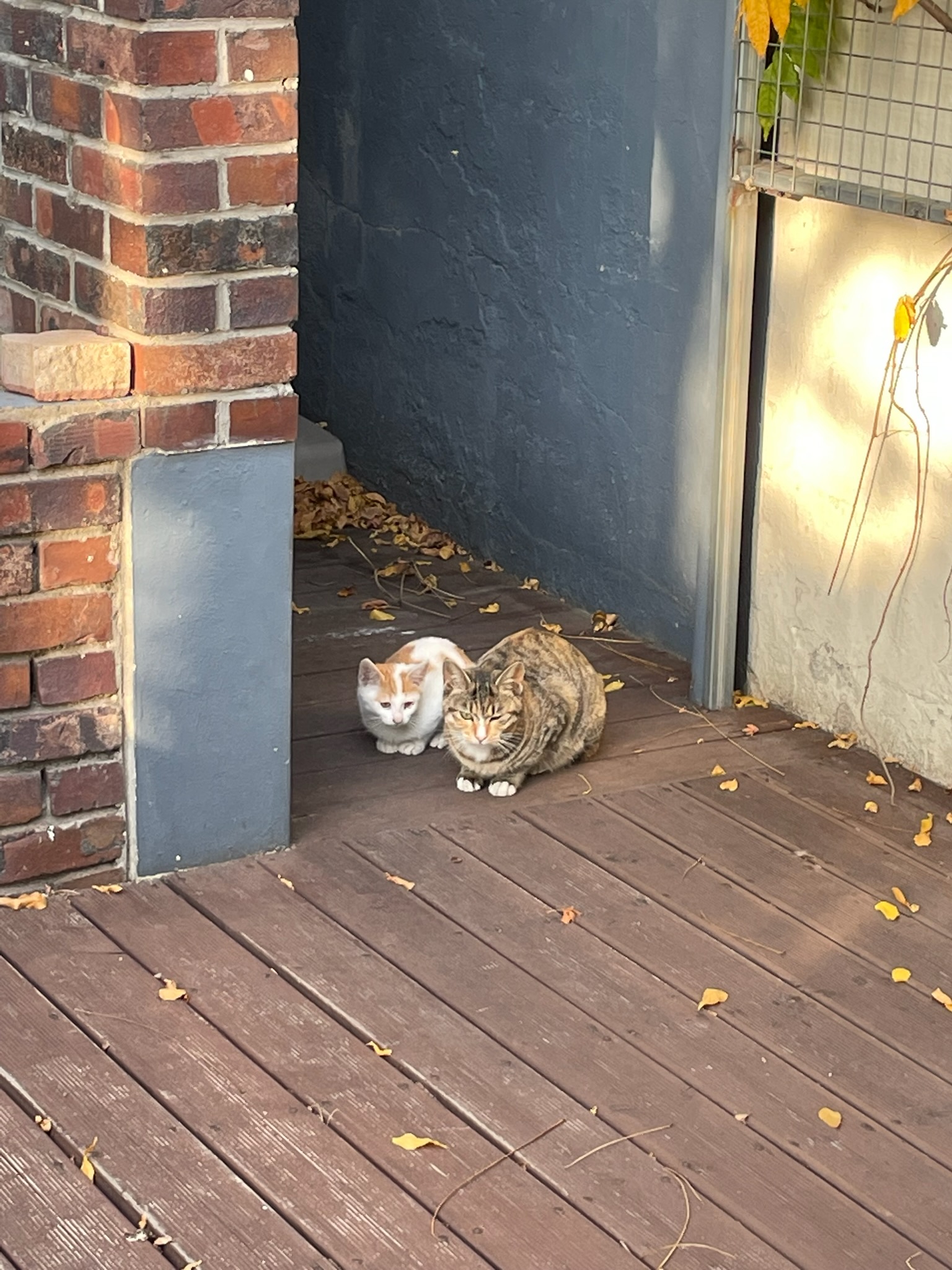 나무 데크위에 고양이 두마리가 앉아있는 모습